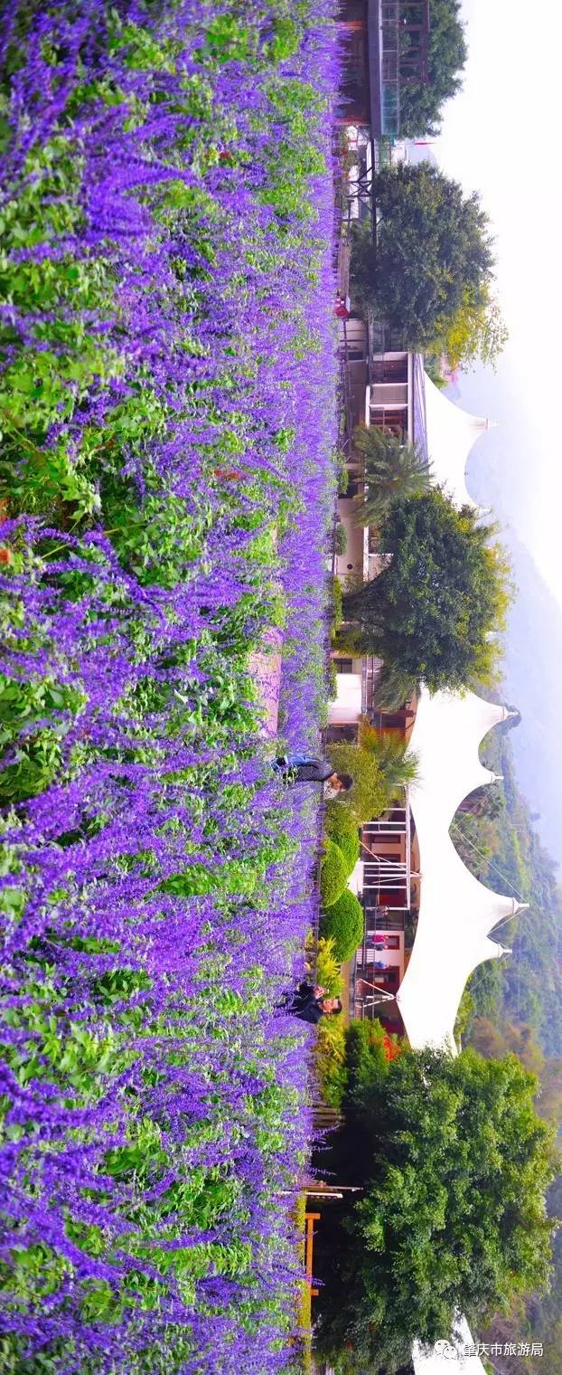 广东哪里的花海最美五月,肇庆德庆盘龙峡薰衣草