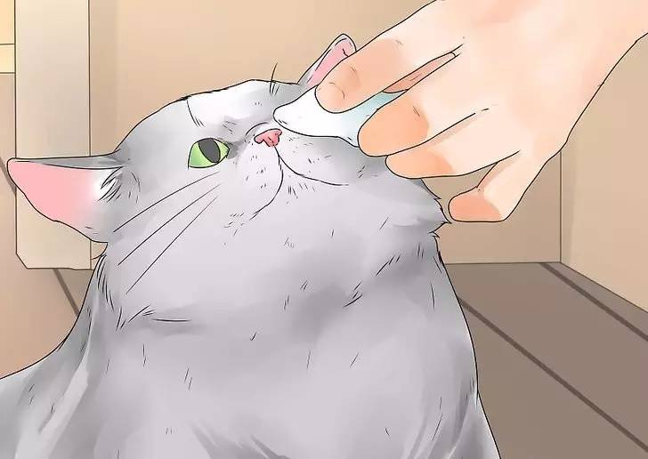 猫抓耳挠腮是有跳蚤还是耳螨,猫咪非猫癣情况下也会抓耳挠腮嘛