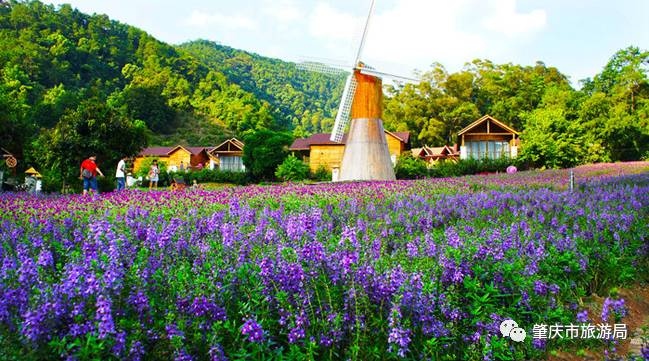广东哪里的花海最美五月,肇庆德庆盘龙峡薰衣草