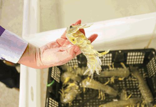 大连空运来的海洋馆，这家海鲜仓库简直是大海的搬运工对不起，你们的皮皮虾已经被我炒了