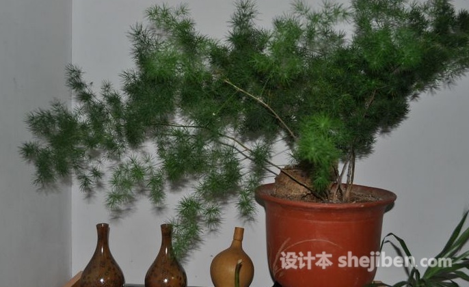 客厅摆放什么植物挡煞招财最好,客厅财位上放什么最招财