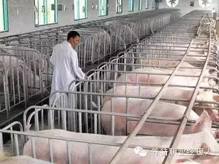 母猪断奶母猪要做什么处理,母猪断奶膘情不好怎么办