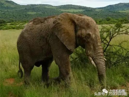 麻麻，为什么不能带我去非洲！