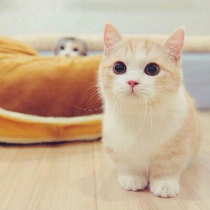 去细纹公认最好的日本眼霜,日本好用的小眼霜