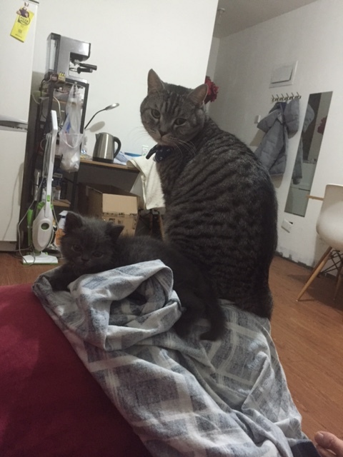 猫舍买的猫各种问题怎么办,猫舍里买的2个月幼猫靠谱吗