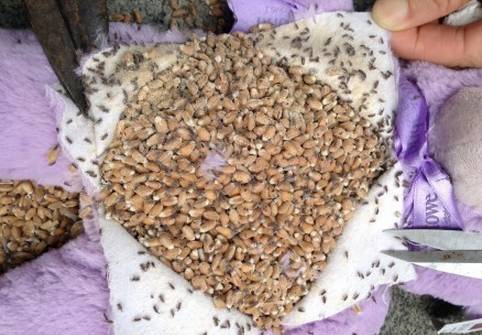 澳洲的维e面霜怎么样,维e面霜真假区别