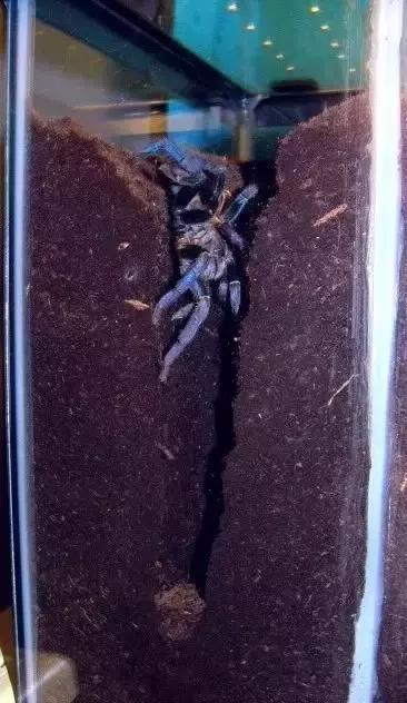 泰国金属蓝形态特点,泰国金属蓝蜘蛛