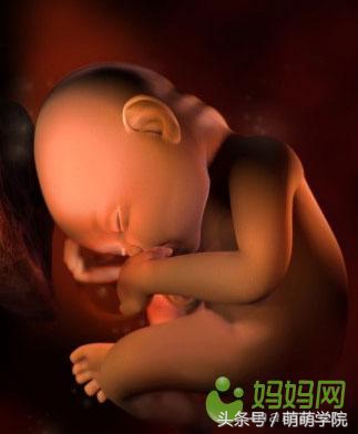 胎儿发育40周全过程b超影像,胎儿1-40周发育过程图高清