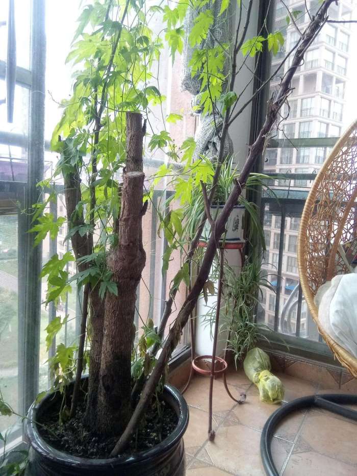 颜值担当，国民大圣红辣椒Q7+评测