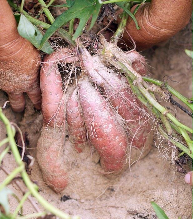 白富美养成记游戏,白富美养成手册