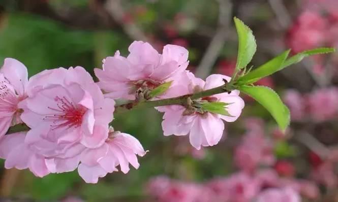 吃鲟鱼、泡温泉、赏美景、玩陶艺···完美周末就这么简单！