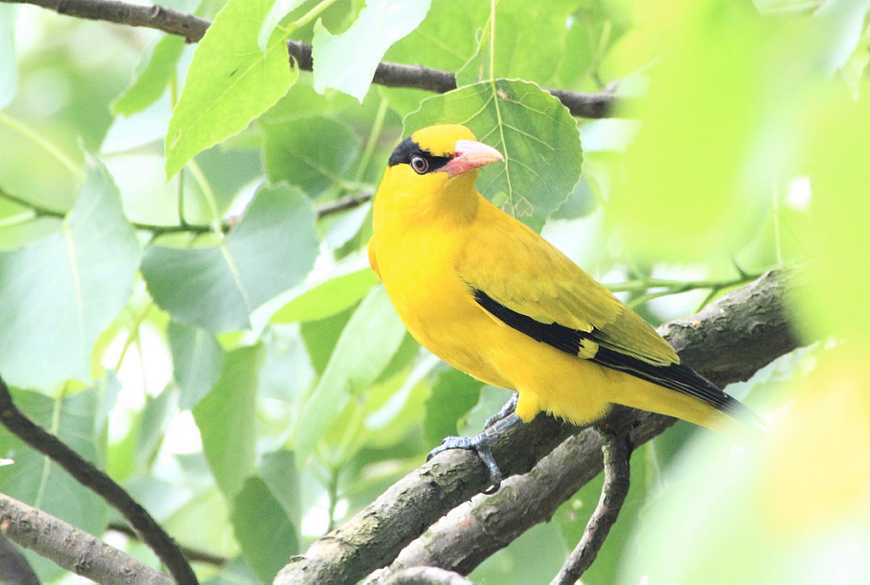 一番桃李花开尽的上一句,一番桃李花开尽全文