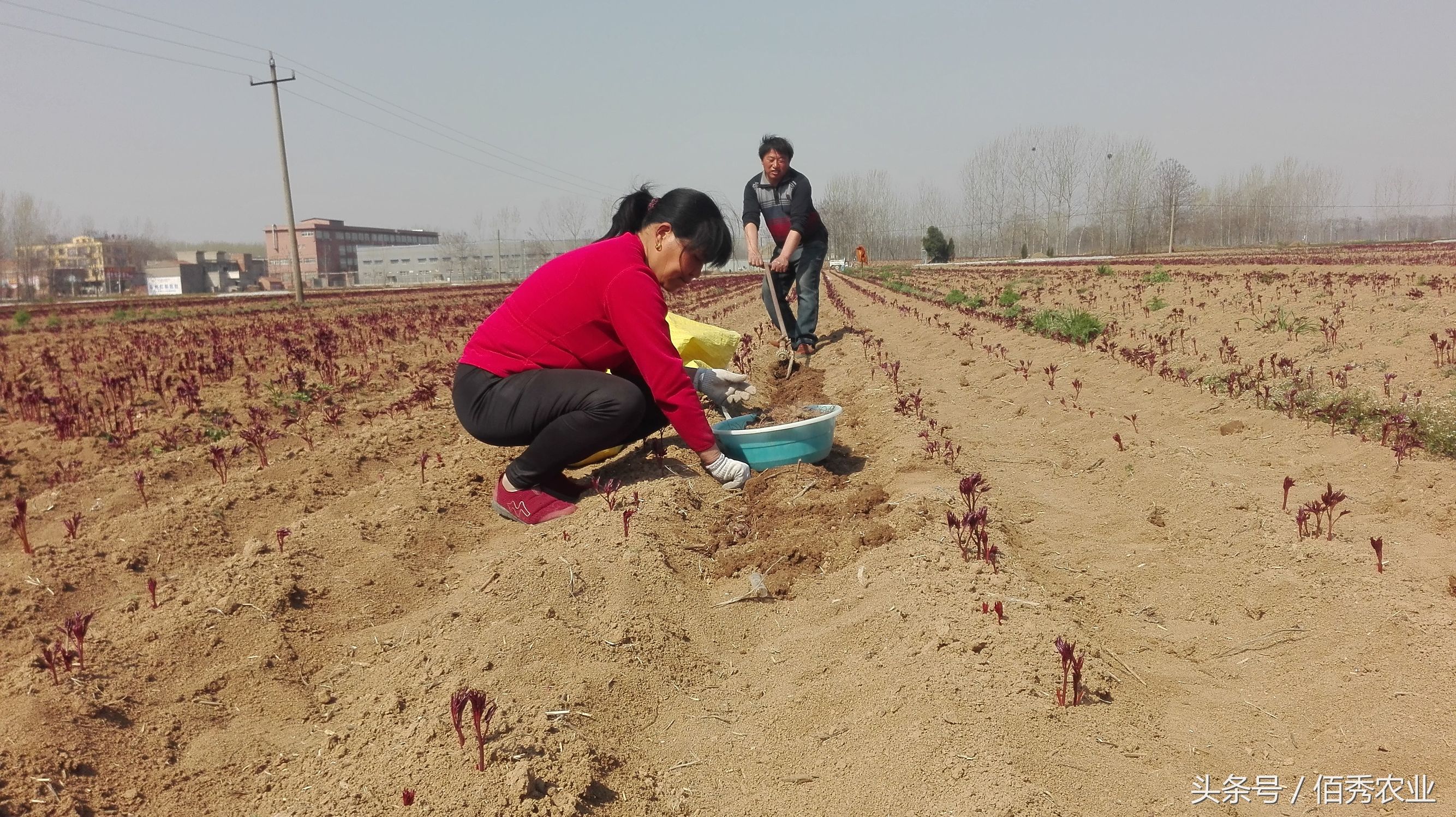 农民靠农业致富的方法,农民靠什么赚钱