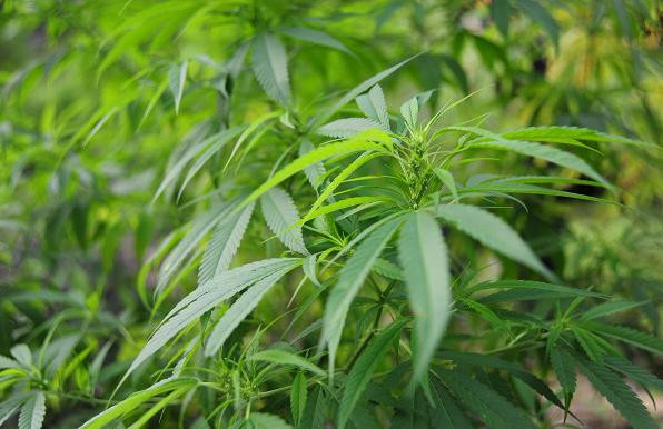 长寿巴马火麻,长寿之乡的巴马火麻