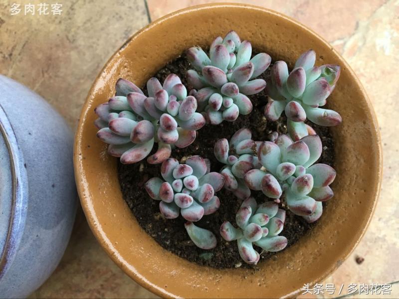 有一种肉肉叫做别人家的多肉第9期简月的肉肉