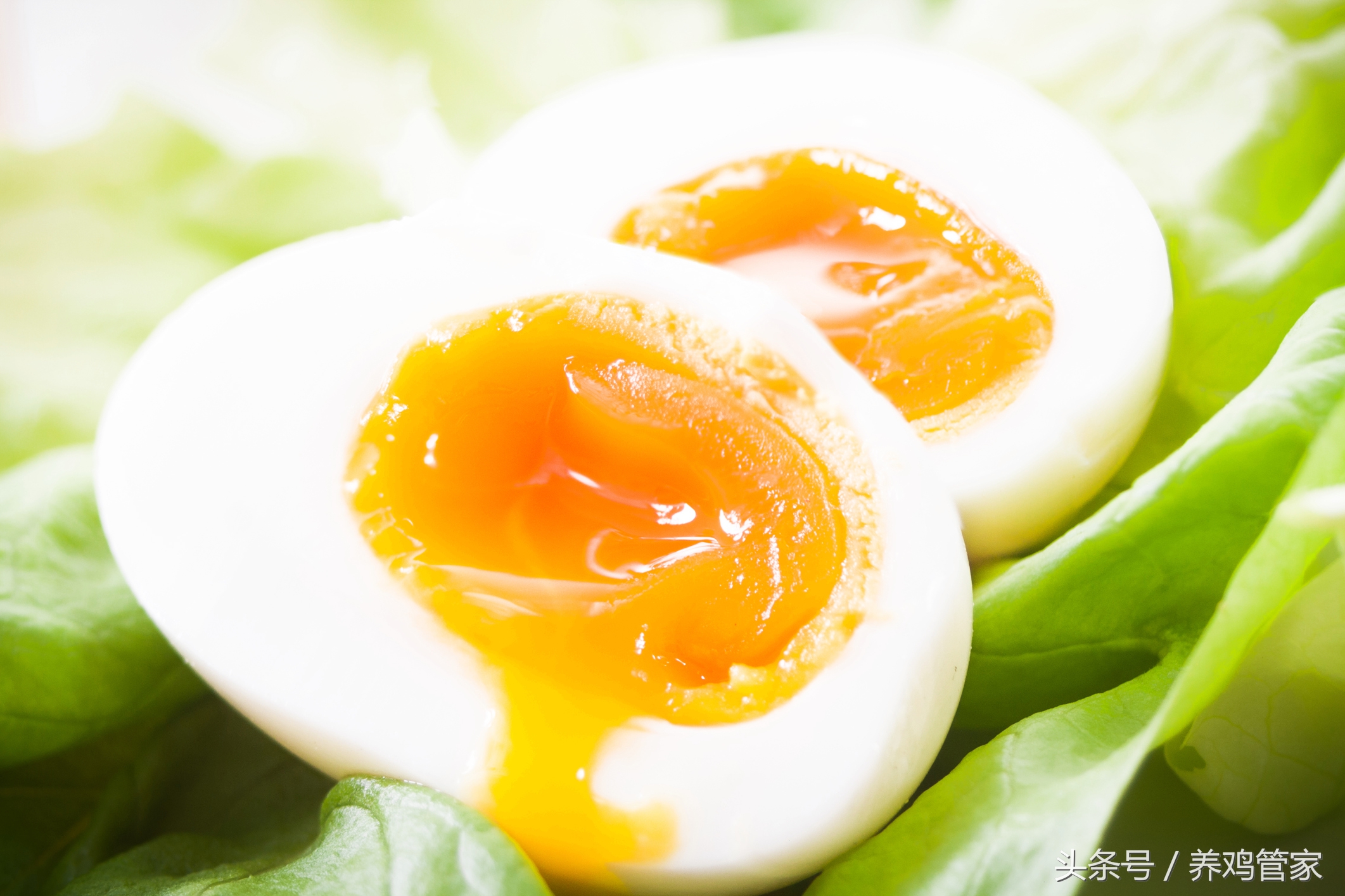 匠心无菌鸡蛋,匠心制作鸡蛋
