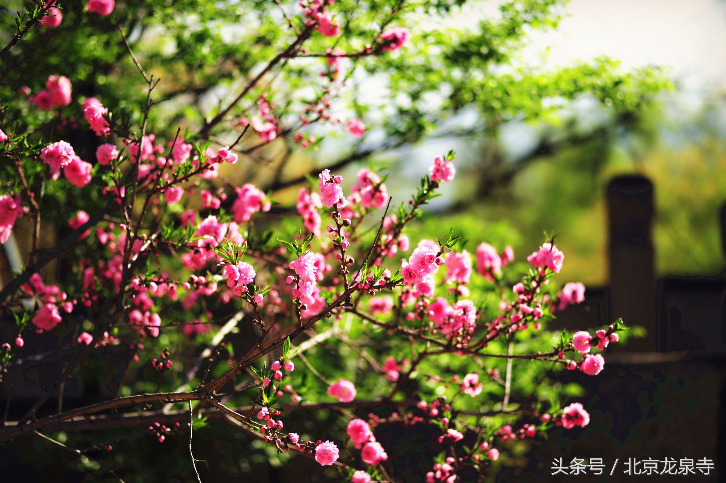 佛法和人性,佛法人类命运共同体