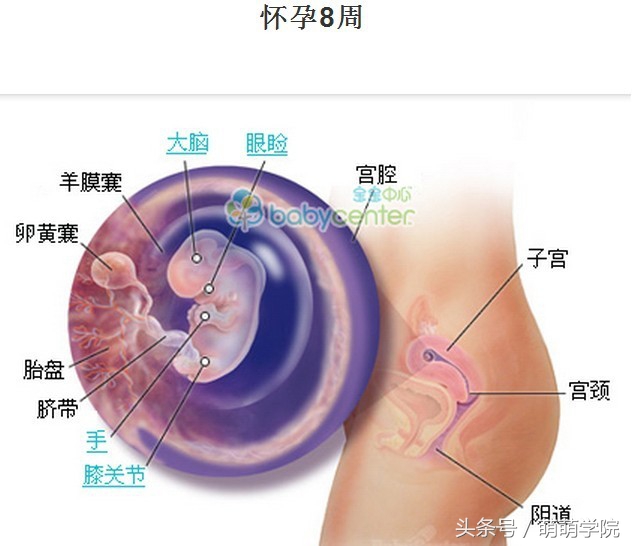 胎儿发育40周全过程b超影像,胎儿1-40周发育过程图高清
