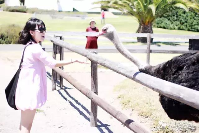 麻麻，为什么不能带我去非洲！