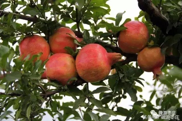 匡衡当了官后做了什么坏事,石榴从老家回来