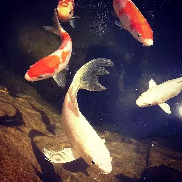 锦鲤水景三月天，赏心悦事别家院