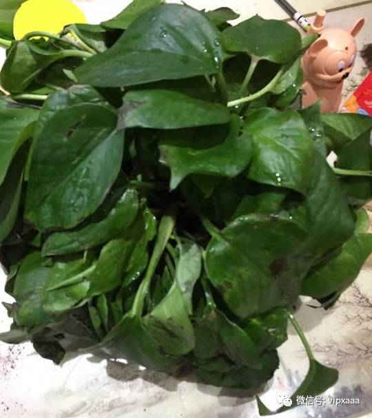 虎尾兰烂根后的花盆和土还能用吗,虎尾兰枯萎了