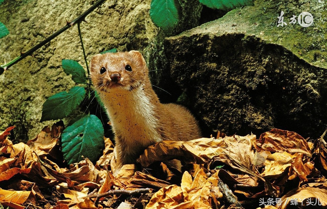 民间传说黄鼠狼是大仙是真的吗,大仙黄鼠狼偷鸡