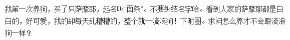 萨摩和两只流浪狗的日常生活,流浪狗萨摩怎么养活它