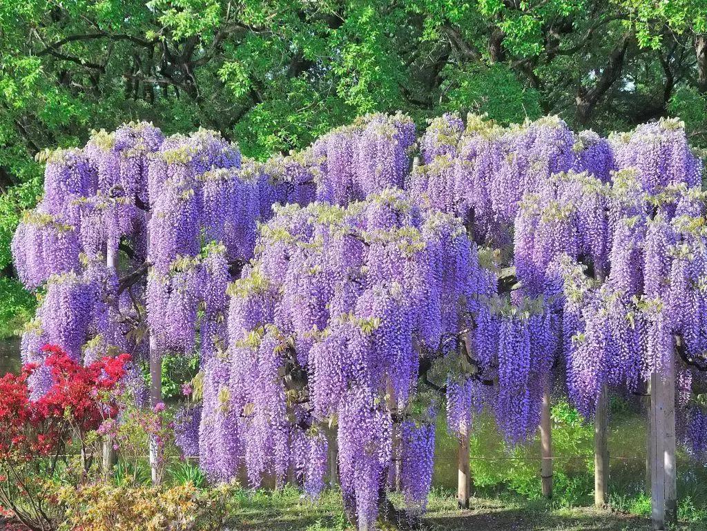 日本樱花之旅,日本紫藤之旅