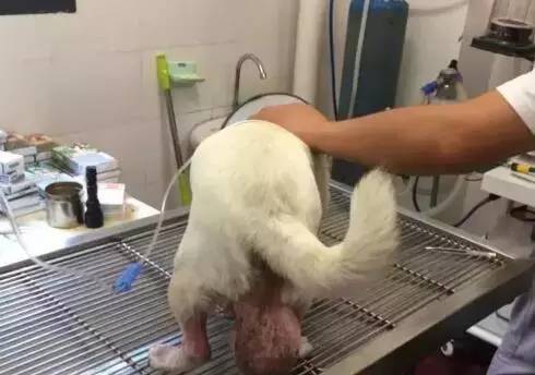 狗狗长了个鸡蛋大小的肉瘤,狗狗长了巨瘤后续