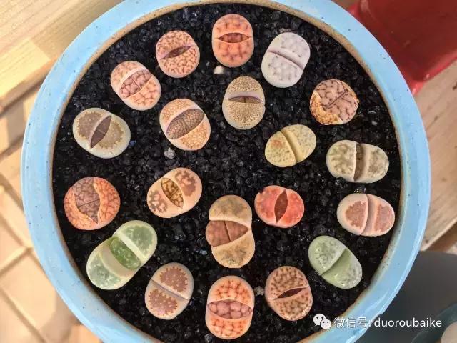 一入肉坑深似海下一句,一入肉坑深似海