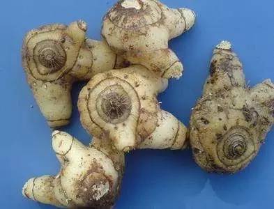 灵芝养生粥的配方,白芨和灵芝牛大力煲汤