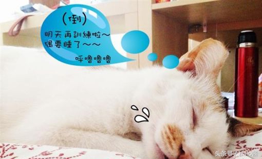 如何让猫咪不乱叫的妙招,猫咪怎么让它不乱叫