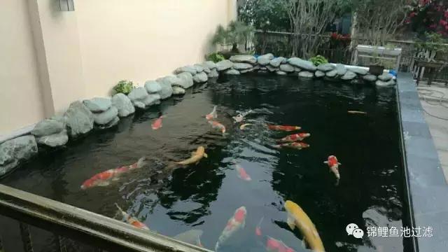 锦鲤水景三月天，赏心悦事别家院