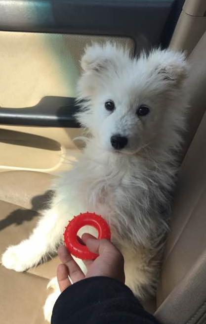 萨摩和两只流浪狗的日常生活,流浪狗萨摩怎么养活它