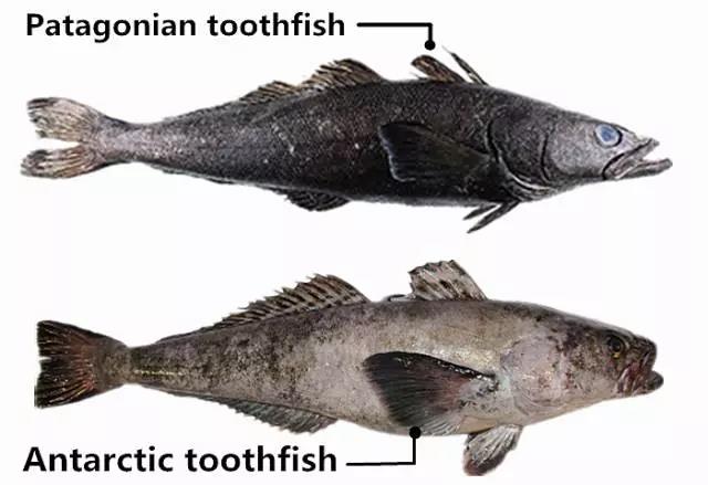 吃了假鳕鱼怎么办,假的银鳕鱼吃了会怎么样