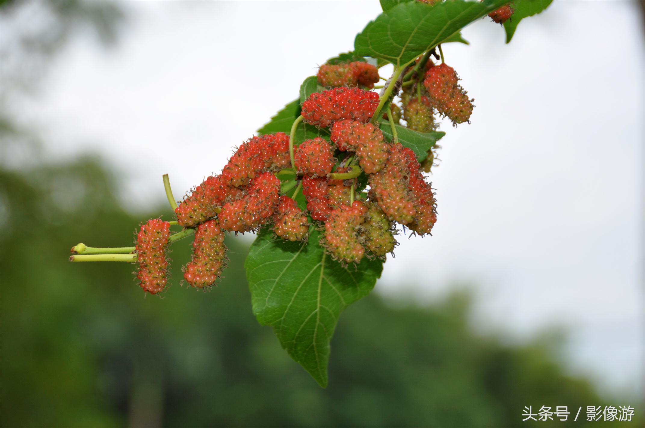 深圳观澜版画村地址,深圳清明踏青线路推荐