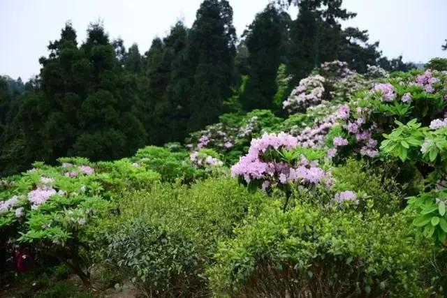 购货发票是内部证据吗,购货发票与付款金额不符