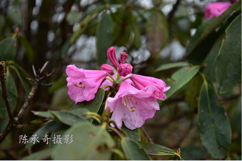 满山的杜鹃红艳艳纯音乐,满山杜鹃红艳艳