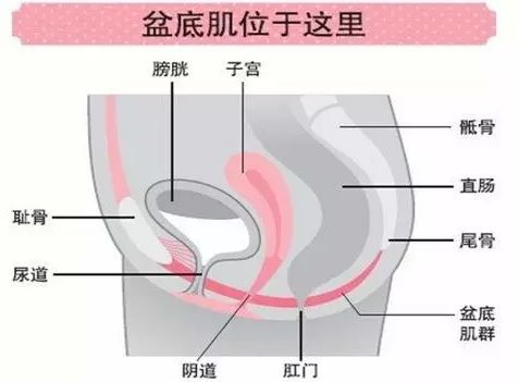 产后盆底康复知识科普，你的健康你做主