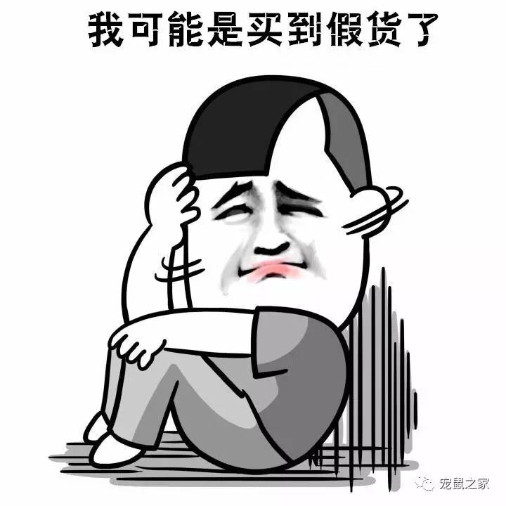 荷兰猪尿垢怎么清洗,荷兰猪尿渍怎么处理