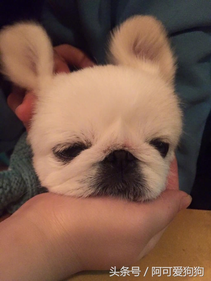 京巴犬以后趋势,京巴犬放开会跑么