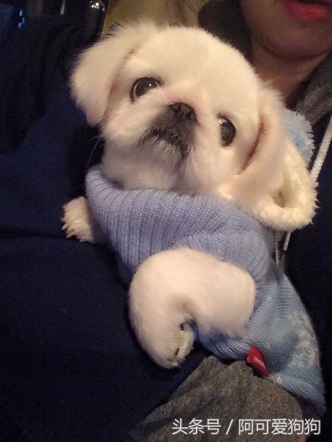 京巴犬以后趋势,京巴犬放开会跑么