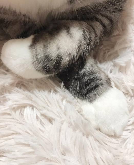 这么可爱的白手套，我能抱着摸一年！