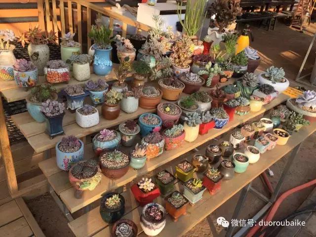 多肉为什么比较坑,多肉基础知识详解