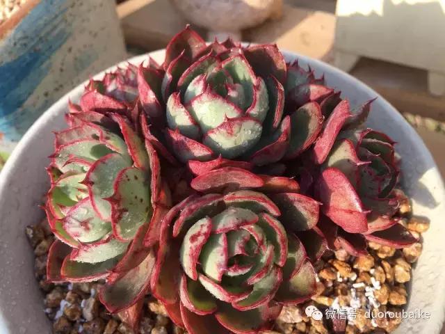 多肉为什么比较坑,多肉基础知识详解