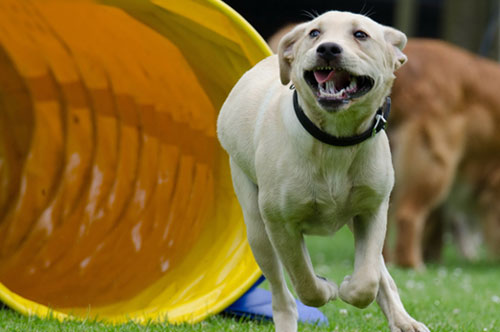 母狗生产后如何照顾小狗,怀孕犬的喂养注意事项