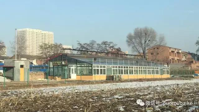 多肉为什么比较坑,多肉基础知识详解