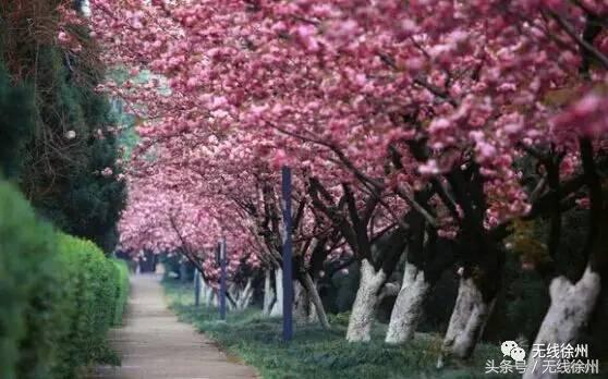 徐州桃花美景,徐州春天又见美好游玩