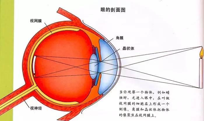 小孩血尿查不出原因用做肾穿刺吗,孩子不明原因持续镜下血尿怎么办